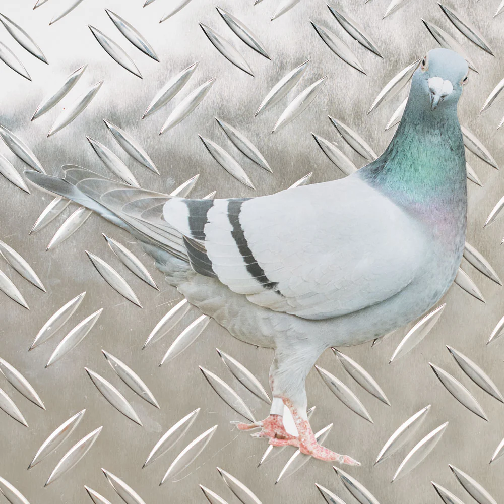 Carte Postale Merci - Pigeon