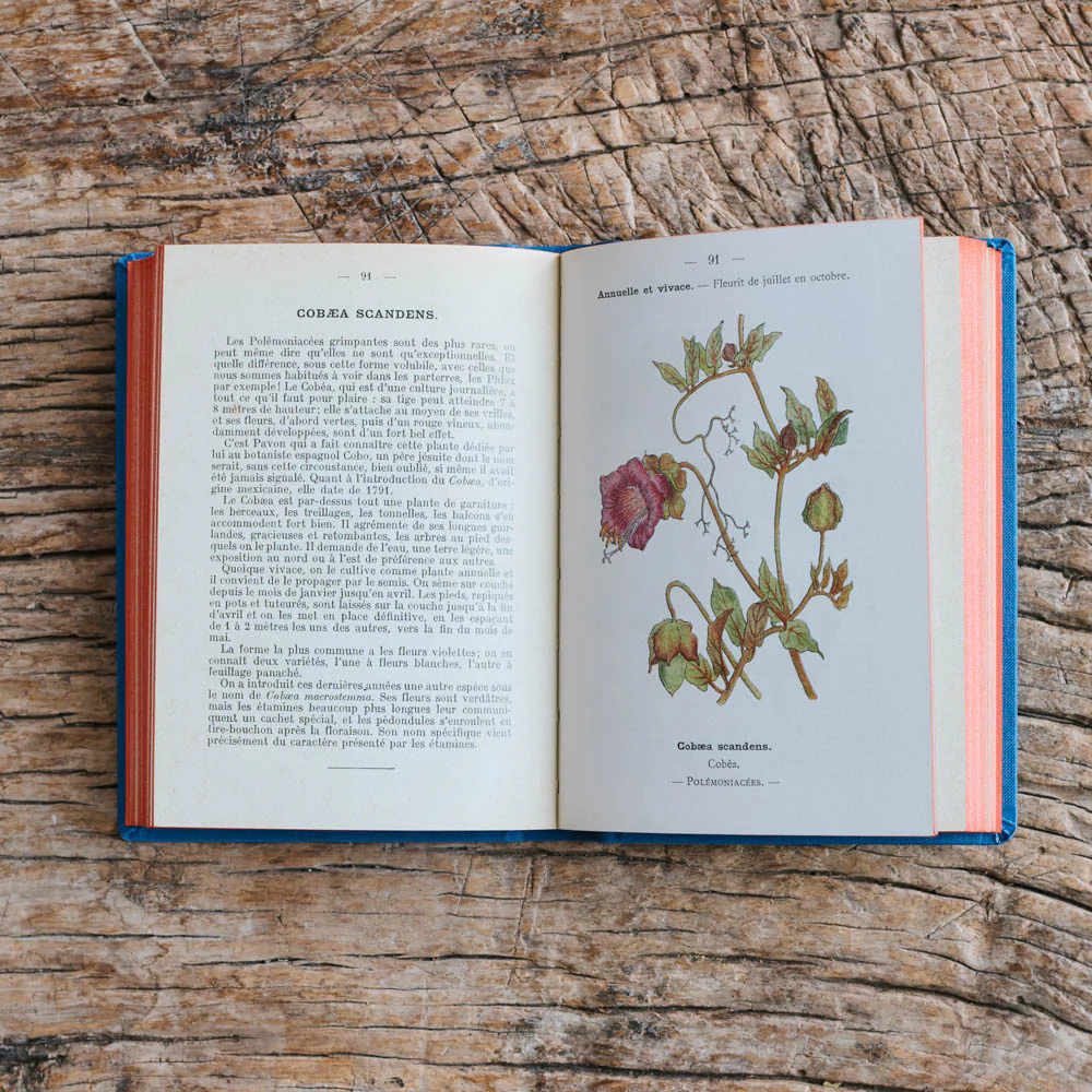 Livre Atlas - Fleurs de Jardins - Image 6